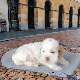Cocker Spaniel Puppies from Swift Creek Cocker Spaniel