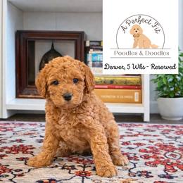 Denver - Apricot male Goldendoodle puppy in Lake Charles, Louisiana from Perfect Fit Poodles & Doodles