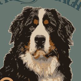 Bernese Mountain Dogs from Gypsy Coach Bernese