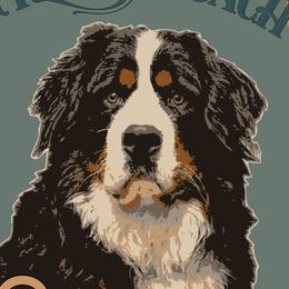 Bernese Mountain Dogs from Gypsy Coach Bernese