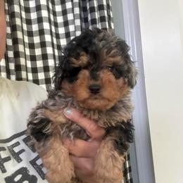 Sir Gator - Silver male Poodle puppy in Southern,, California from Maltipoo Tiny Pups & More