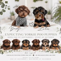 Yorkipoo puppies from Anchor Dogs