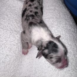 Skittles - Blue merle female Australian Shepherd puppy in Chaplin, Connecticut from Mystic Moon