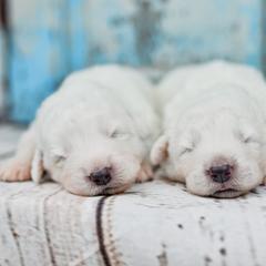 Border Collie and Maremma Sheepdog Puppies from 2J 2K Border Collies & Maremma Sheepdogs