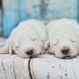 Border Collie and Maremma Sheepdog Puppies from 2J 2K Border Collies & Maremma Sheepdogs