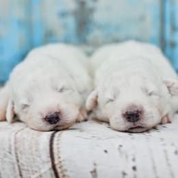 Border Collie and Maremma Sheepdog Puppies from 2J 2K Border Collies & Maremma Sheepdogs