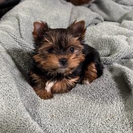Akc Rupert - Black and tan male Yorkshire Terrier puppy in Daleville, Indiana from Monarch Yorkshire Terriers