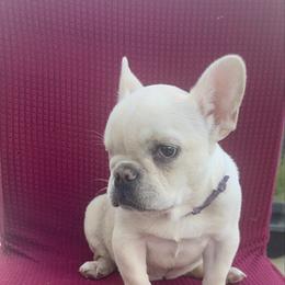 French Bulldog puppies from Debruyn Bulldogs