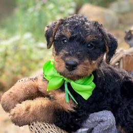 Champ aka Mr Green - Black and tan male Airedale Terrier puppy in Mooresville, North Carolina from Farm 55