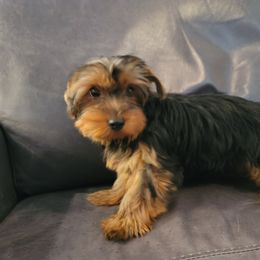 Boy 1 - Yorkshire Terrier puppy in Phoenix, Arizona from Saguaro Yorkie Ranch
