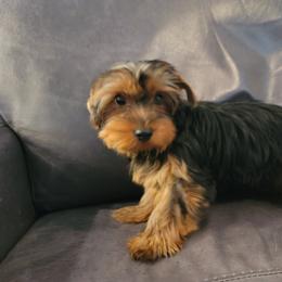Boy 1 - Yorkshire Terrier puppy in Phoenix, Arizona from Saguaro Yorkie Ranch