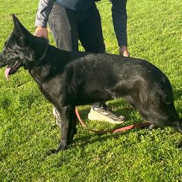 Doit - Black female German Shepherd puppy in Canton, Texas from WILDWOOD GERMAN SHEPHERDS