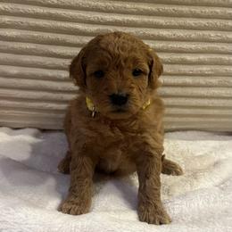 Parmesan - Apricot female Goldendoodle puppy in Payson, Utah from Country Sky Doodles
