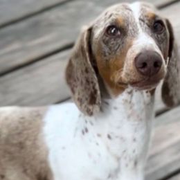 Cooper - Dachshund