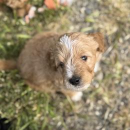 Willie Nelson - male Australian Mountain Doodle puppy in Melba, Idaho from Sleepy Hollow Mountain Doodles