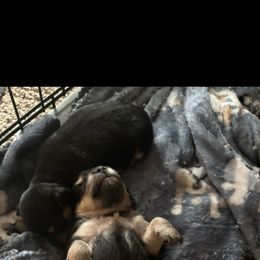 Chihuahua Puppies from Van Ausdoll Kennels
