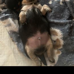 Chihuahua Puppies from Van Ausdoll Kennels