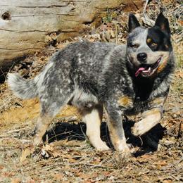 Koozie - Blue mottled male Australian Cattle Dog puppy in Redding, California from Macushla Kennel
