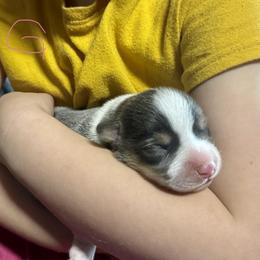 Elsa's blue girl - Blue female Pembroke Welsh Corgi puppy in Clinton, Tennessee from High Hopes Farm