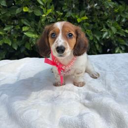 Ada - Piebald female Dachshund puppy in Temecula, California from Naomi Magee's Dachshund Kennel