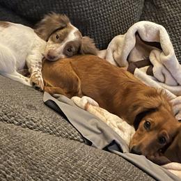 Dachshunds, German Shepherds, and Poodles from K2D2 Farm