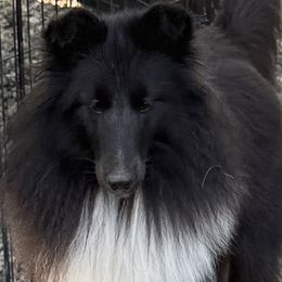 Shetland Sheepdog puppies from Weis Shelties