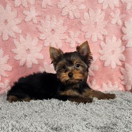 Pup 2 - Black and tan female Yorkshire Terrier puppy in Polk City, Florida from Yorkies by Casey