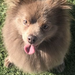 Sunny - Pomeranian