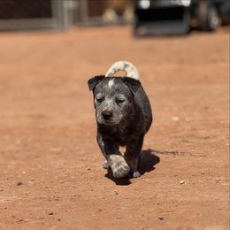 Australian Cattle Dog Puppies from West Valley Heelers