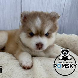 Luigi - Red and white male Pomsky puppy in Eastman, Georgia from Once Upon A Pomsky