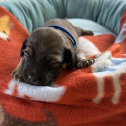 Blue Collar Male - Red male Dachshund puppy in Madison, Michigan from Jensen Dobermans and Dachshunds