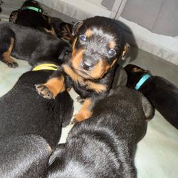 Beef - Black and rust male Rottweiler puppy in Eagle Mountain, Utah from Woolley Darlings