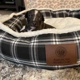 Italian Greyhound Puppies from Kentucky Greyhounds
