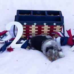 Fin - Blue merle male Australian Shepherd puppy in Eubank, Kentucky from Ashlee's Aussies
