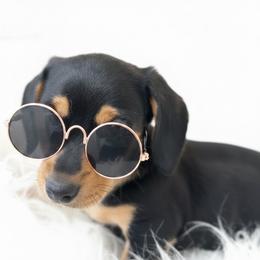 Dachshund Puppies from Draggin' Azz Ranch