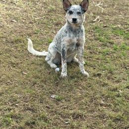 Bristol - Australian Cattle Dog