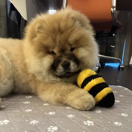 Chow Chow Puppies from Indigo Chows