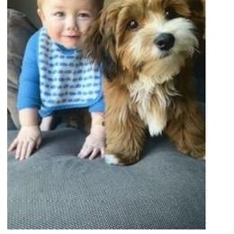 Havanese Puppies from Nanas Havanese