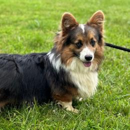 Doug - Blue male Pembroke Welsh Corgi puppy in Mount Carmel, Tennessee from Hidden View Farm
