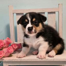 Pluto - White and red male Pembroke Welsh Corgi puppy in Austin, Texas from Cutest Corgi's of Austin