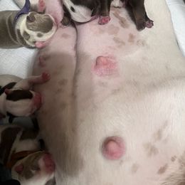 Bulldog Puppies from Jesus Santiago