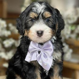 Savannah - purple collar - Tri-color female Bernedoodle puppy in Yuciapa, California from AlltheDoodlez_