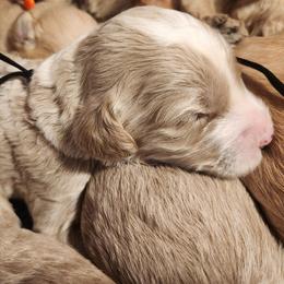 Boy 3 - Gold male Labradoodle puppy in Fostoria, Michigan from North Country Kennel Club