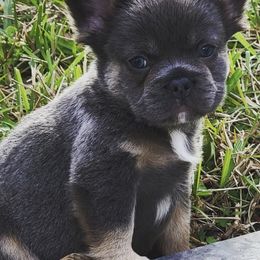 French Bulldogs from Legendary French Pups