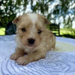 Rico - Chocolate tan and white male Biewer Terrier puppy in Bunnell, Florida from Royal Biewer and Royal Aussies