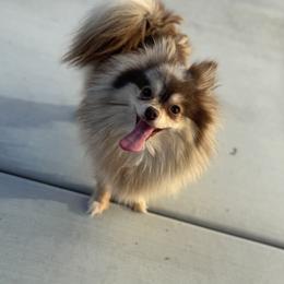 Amiri - Pomeranian