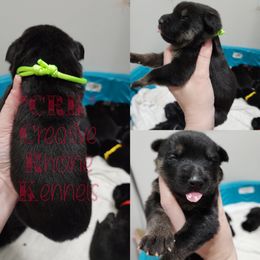 Girl 3 - Black and tan German Shepherd puppy in Georgia from The Creative Rhone Kennel