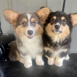 American Corgi and Pembroke Welsh Corgi Puppies from High Cotton Corgis