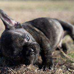 French Bulldog Puppies from Country Lace French Bulldogs