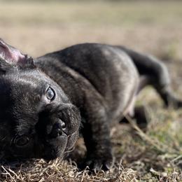 French Bulldog Puppies from Country Lace French Bulldogs